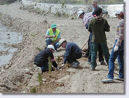 Planting trees