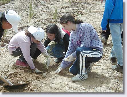 Planting trees